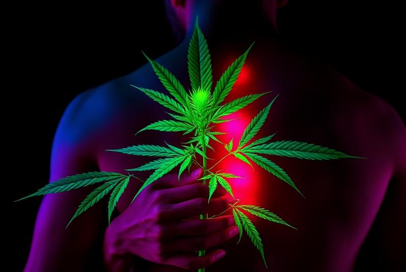 Cannabis weed plant with green leaves and trichomes